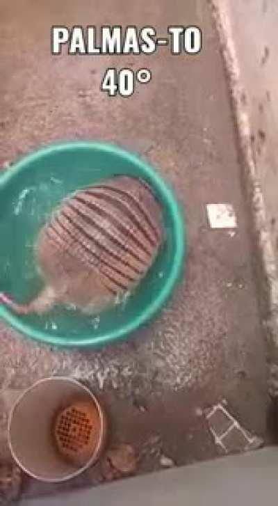 Tatu de boa tomando banho