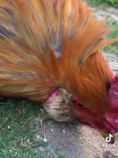 To hypnotize a rooster. [Loud]