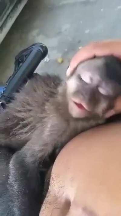 A drug dealer with a lazy monkey, thats my country <3