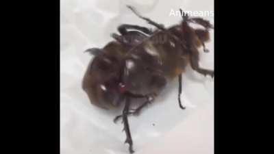 BeelcitosMemes - Video #4454