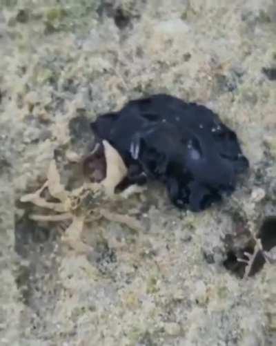 Marine Flatworm hunting a crab