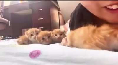 HuMaN iNhAlEs OrAnGe'S bRaInCeLlS iN fRoNt Of SiBlInGs