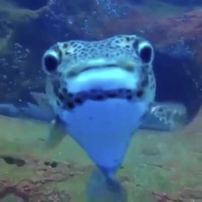 🔥 A diver filming sleeping sharks gets a curious visitor 🔥