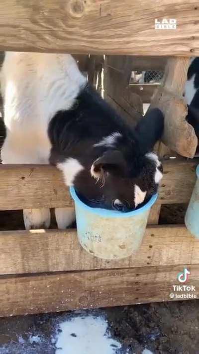 Gayreeks when cum ð¦