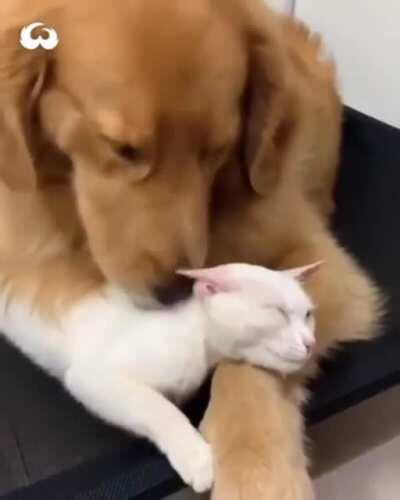 Wake meow before you go go