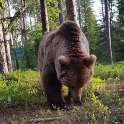 Being woken up to a bear searching for food near your tent