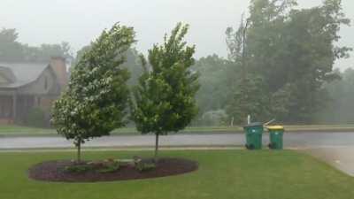 Like a massage for the trees, also what was in my trash bins- they are not budging.