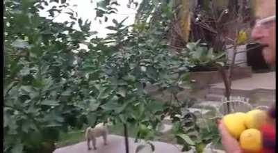 re tranqui la abuela