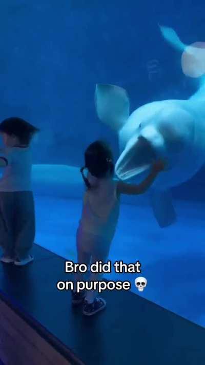 Beluga is feeling festive