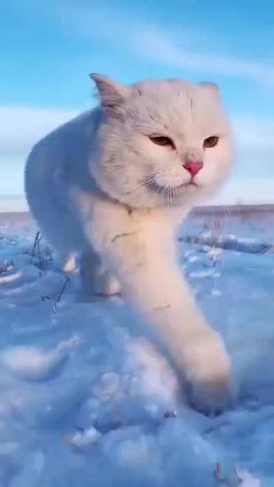 “A cute little white horse”