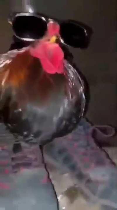 De um nome para esse galo