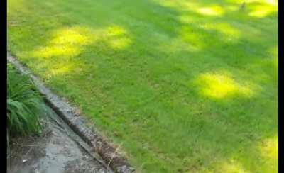 Classic cartoon comedy