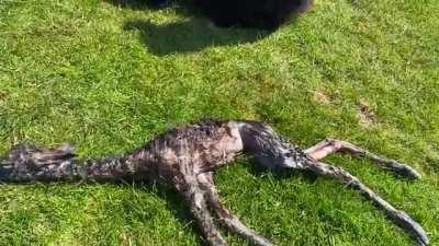 🔥 Newborn Alpaca 🦙