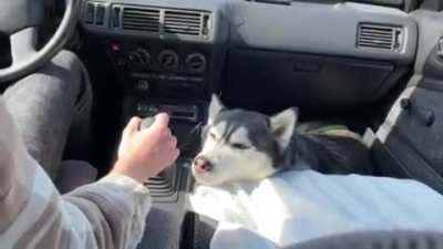 Little Lucy enjoying the ride