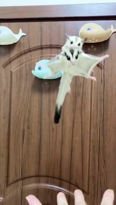 Beautiful flying babies