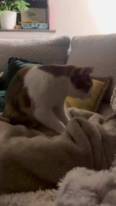 Her favorite blanket hasn’t been out of the dryer for more than 20 seconds