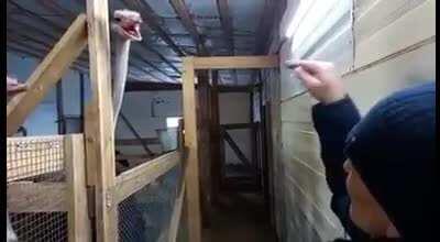 Middle finger hurt the ostrich’s feelings