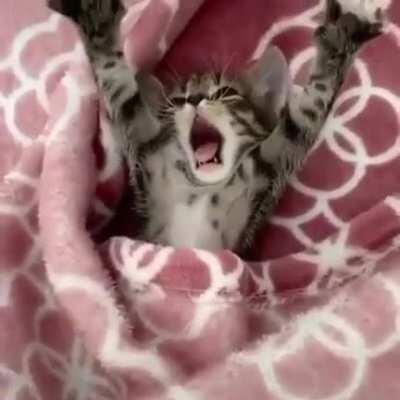 Good morning little friend