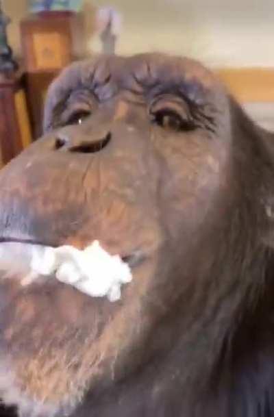 Monke eating whip cream
