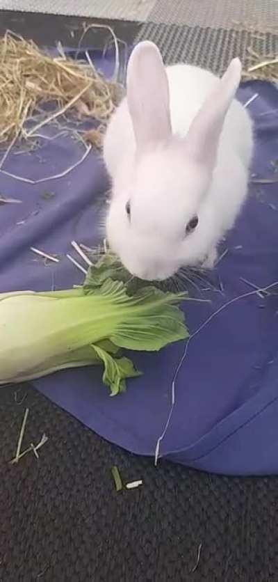 Nibbles enjoying breakfast