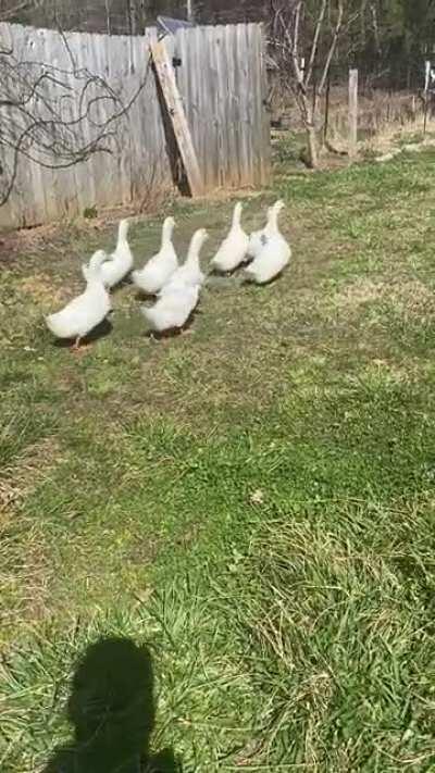 Just wanted to share my Crew exploring a new part of the yard today. We started with three then we hatched three more. The final 3 were gifted to us.