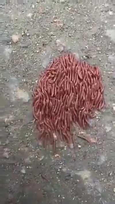 Traveling herd of worms