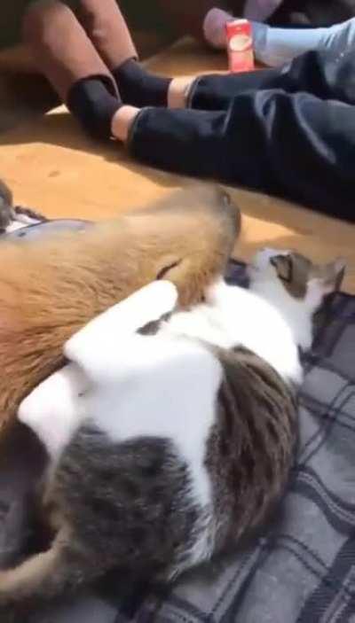 Capybaras are so cuddly.