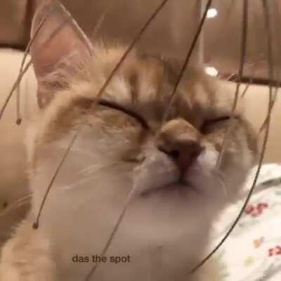 Now you know how to caress cat properly