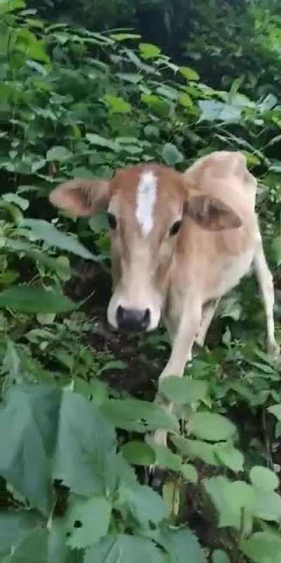A happy jungle cow