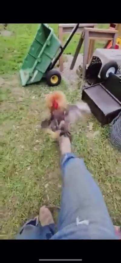 Afraid of a little cock, whips out his gun.