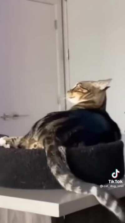 When your catnip is laced with methamphetamines