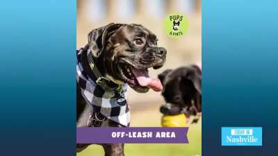 Today In Nashville. WSMV4 TV. October 21st 2025