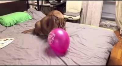 funny flop pop balon