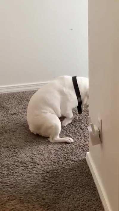 My dog caught in the act