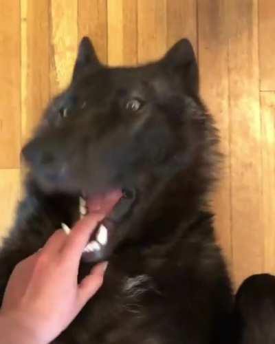 They call him the finger muncher