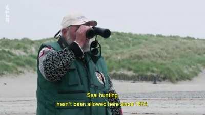 (Unerwartet) Offizieller Seehund