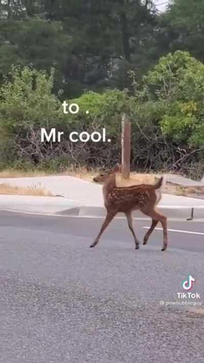 Baby deer starts strutting after noticing a camera