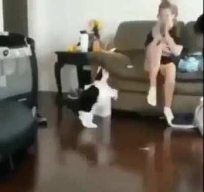 HMC while I square up with my cat