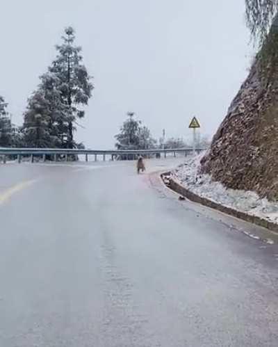 Гололедица