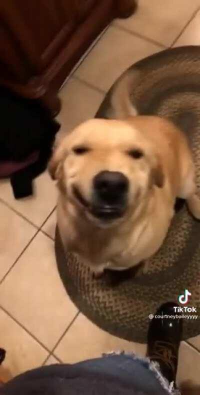 Cute lil golden Lab-ratriver try’s to convince owner that a bath will not be necessary with their priceless smile