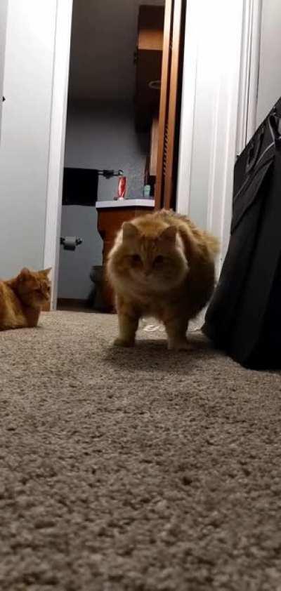 Cat discovers its own shadow