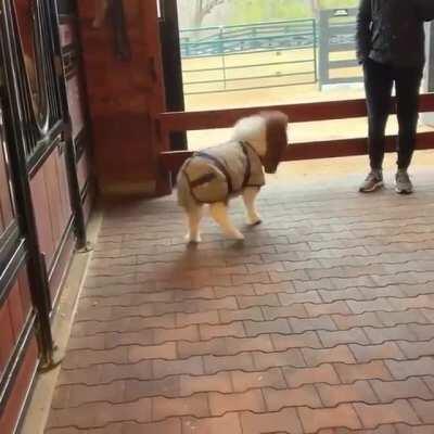 Are little pony zoomies allowed?