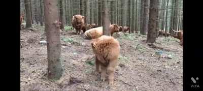 Mark and the moo saga