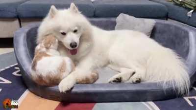 Pure Love Between Samoyed And Adopted Cat