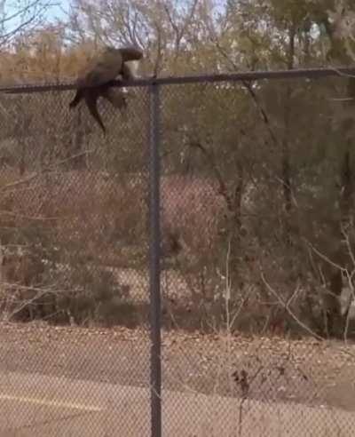 Snapping turtle climbing a wire netting.