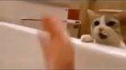 Cat tries to save owner from taking a bath