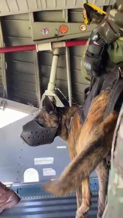 Ever seen a dog jump out of a plane with special forces? Now you have. Pretty bad ass