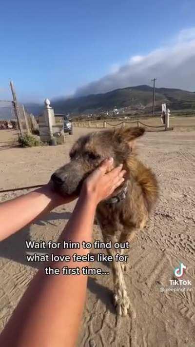 Stray dog is rescued