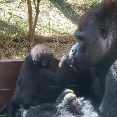 Beautiful gorilla love