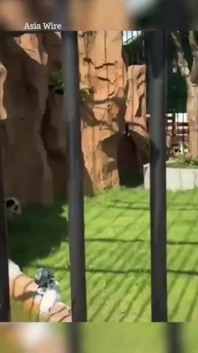 E esse zoológico na China que escalou cachorros para serem pandas